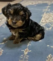 Yogi , a male Yorkshire Terrier for sale in Prestonsburg, KY – 3 of 3
