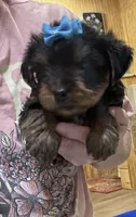 Yogi , a male Yorkshire Terrier for sale in Prestonsburg, KY – 1 of 3