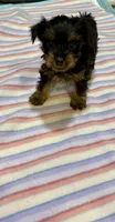 Pixie , a female Yorkshire Terrier for sale in Prestonsburg, KY – 2 of 7