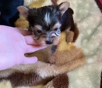 timmy, a male Yorkshire Terrier for sale in Prestonsburg, KY – 2 of 3