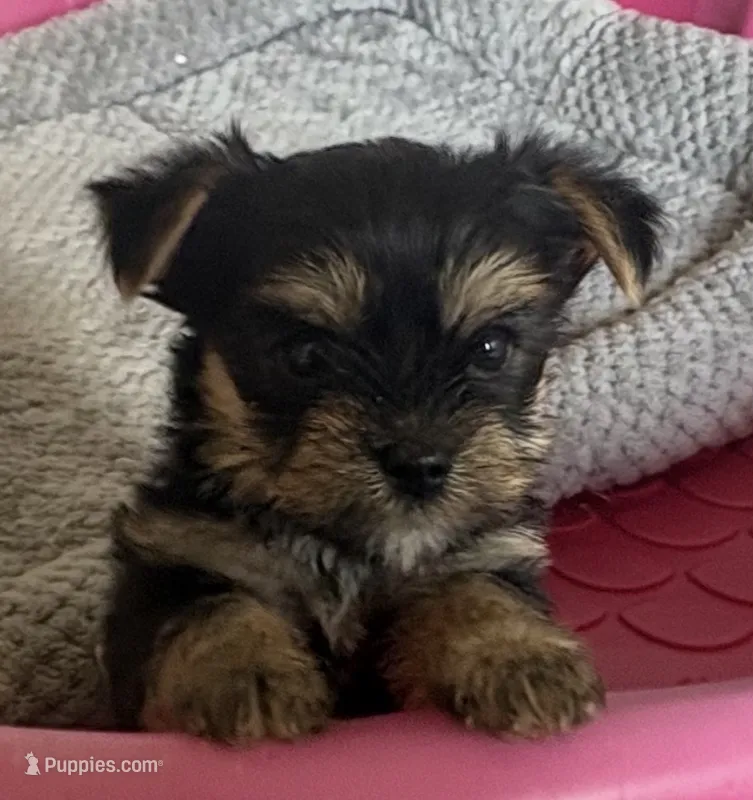 BAM BAM – Yorkshire Terrier puppy for sale in Prestonsburg, KY