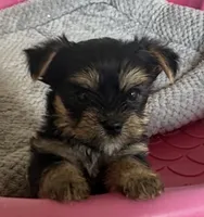 BAM BAM, a male Yorkshire Terrier for sale in Prestonsburg, KY – 1 of 3