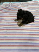 Pixie , a female Yorkshire Terrier for sale in Prestonsburg, KY – 5 of 7