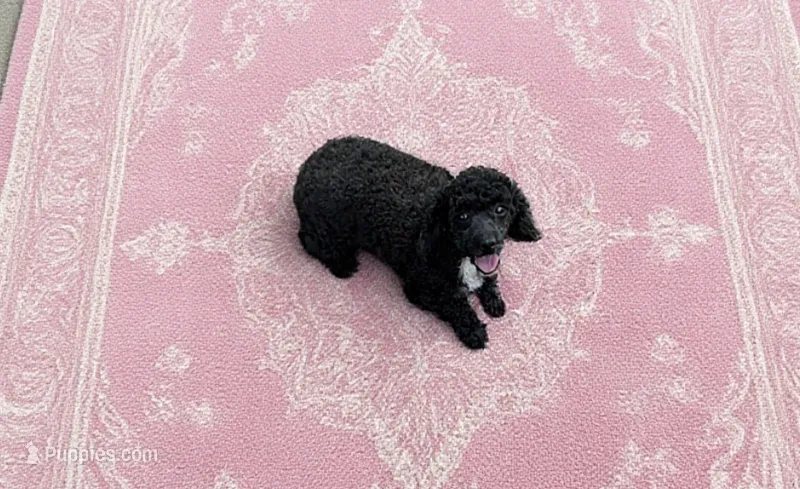 Piper  – Poodle - Toy  puppy for sale in Prestonsburg, KY