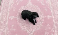 Piper , a female Poodle - Toy  for sale in Prestonsburg, KY – 1 of 3