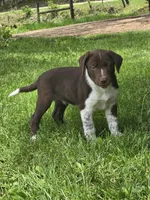 Ross, a male Border Collie and German Shorthaired Pointer for sale in Richland Center, WI – 3 of 3