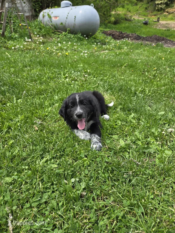 Runty – Border Collie, German Shorthaired Pointer puppy for sale in Richland Center, WI