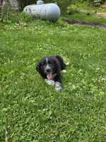 Runty, a female Border Collie and German Shorthaired Pointer for sale in Richland Center, WI – 1 of 3