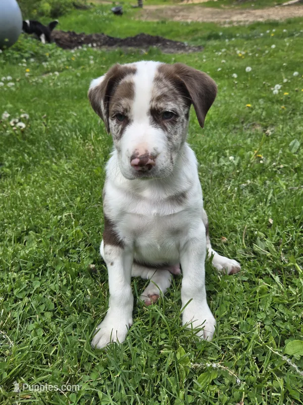 Reddy – Border Collie, German Shorthaired Pointer puppy for sale in Richland Center, WI