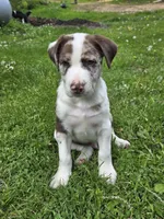 Reddy, a male Border Collie and German Shorthaired Pointer for sale in Richland Center, WI – 1 of 3