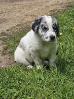 Bluey, a female Border Collie and German Shorthaired Pointer for sale in Richland Center, WI – 2 of 4