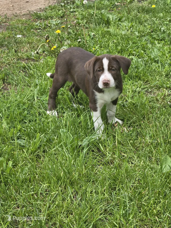 Lily – Border Collie, German Shorthaired Pointer puppy for sale in Richland Center, WI