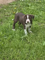 Lily, a female Border Collie and German Shorthaired Pointer for sale in Richland Center, WI – 1 of 2