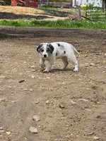 Bluey, a female Border Collie and German Shorthaired Pointer for sale in Richland Center, WI – 4 of 4