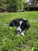 Beethoven, a male Border Collie and German Shorthaired Pointer for sale in Richland Center, WI – 3 of 3