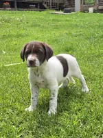 Sully, a male Border Collie and German Shorthaired Pointer for sale in Richland Center, WI – 2 of 3