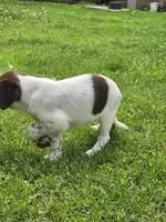 Sully, a male Border Collie and German Shorthaired Pointer for sale in Richland Center, WI – 3 of 3