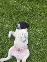 Spot, a male Border Collie and German Shorthaired Pointer for sale in Richland Center, WI – 2 of 3