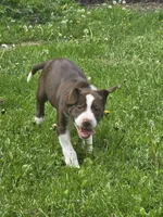 Lily, a female Border Collie and German Shorthaired Pointer for sale in Richland Center, WI – 2 of 2