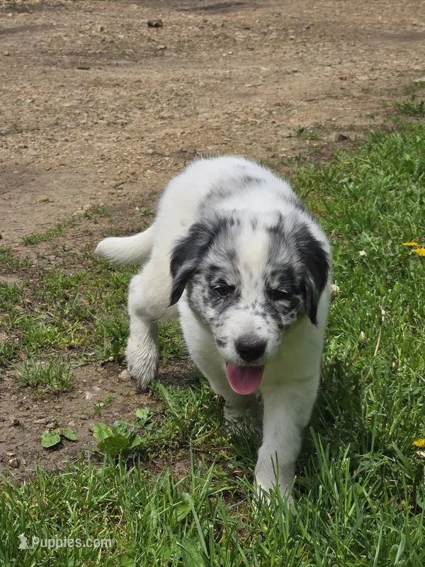 Bluey – Border Collie, German Shorthaired Pointer puppy for sale in Richland Center, WI