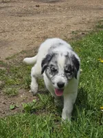 Bluey, a female Border Collie and German Shorthaired Pointer for sale in Richland Center, WI – 1 of 4