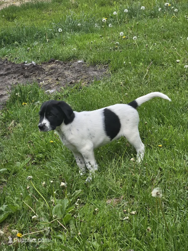Spot – Border Collie, German Shorthaired Pointer puppy for sale in Richland Center, WI