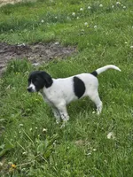 Spot, a male Border Collie and German Shorthaired Pointer for sale in Richland Center, WI – 1 of 3