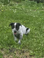 Minnie, a female Border Collie and German Shorthaired Pointer for sale in Richland Center, WI – 3 of 3