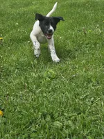 Spot, a male Border Collie and German Shorthaired Pointer for sale in Richland Center, WI – 3 of 3