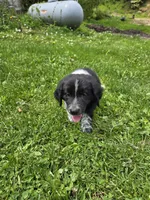 Runty, a female Border Collie and German Shorthaired Pointer for sale in Richland Center, WI – 3 of 3