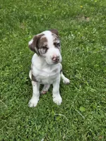 Reddy, a male Border Collie and German Shorthaired Pointer for sale in Richland Center, WI – 2 of 3