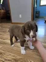 Spike, a male Border Collie and German Shorthaired Pointer for sale in Richland Center, WI – 2 of 3