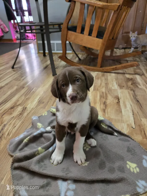 Spike – Border Collie, German Shorthaired Pointer puppy for sale in Richland Center, WI