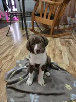 Spike, a male Border Collie and German Shorthaired Pointer for sale in Richland Center, WI – 1 of 3