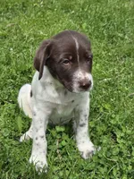 Sully, a male Border Collie and German Shorthaired Pointer for sale in Richland Center, WI – 1 of 3