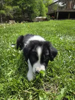 Beethoven, a male Border Collie and German Shorthaired Pointer for sale in Richland Center, WI – 2 of 3