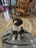 Spike, a male Border Collie and German Shorthaired Pointer for sale in Richland Center, WI – 3 of 3
