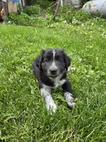 Runty, a female Border Collie and German Shorthaired Pointer for sale in Richland Center, WI – 2 of 3