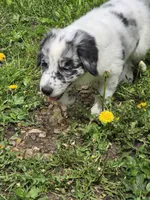 Bluey, a female Border Collie and German Shorthaired Pointer for sale in Richland Center, WI – 3 of 4