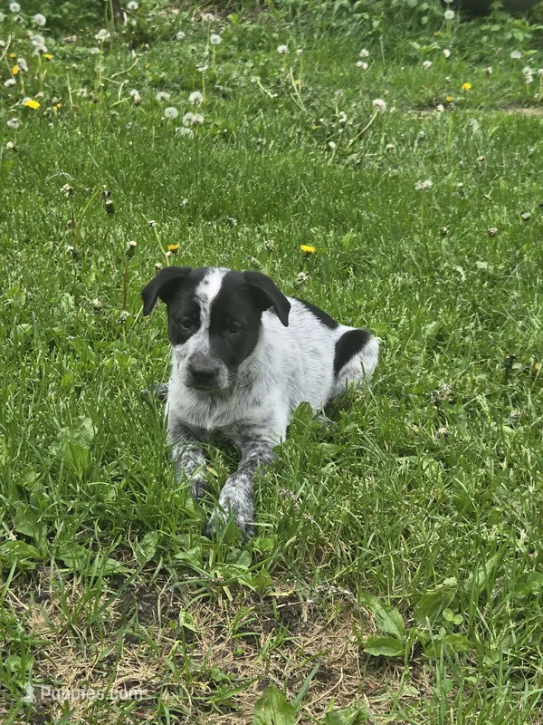 Minnie – Border Collie, German Shorthaired Pointer puppy for sale in Richland Center, WI