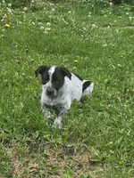 Minnie, a female Border Collie and German Shorthaired Pointer for sale in Richland Center, WI – 1 of 3