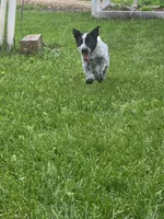 Minnie, a female Border Collie and German Shorthaired Pointer for sale in Richland Center, WI – 2 of 3