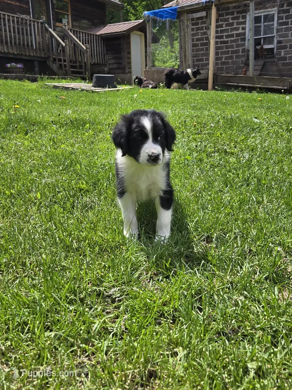 Beethoven – Border Collie, German Shorthaired Pointer puppy for sale in Richland Center, WI