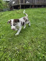 Reddy, a male Border Collie and German Shorthaired Pointer for sale in Richland Center, WI – 3 of 3