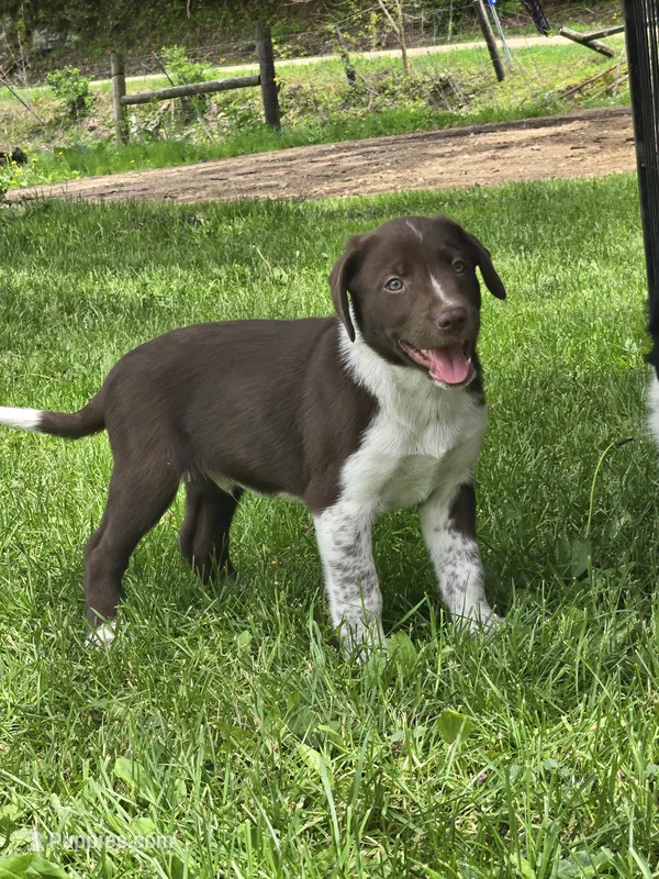 Ross – Border Collie, German Shorthaired Pointer puppy for sale in Richland Center, WI