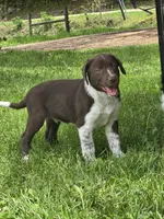 Ross, a male Border Collie and German Shorthaired Pointer for sale in Richland Center, WI – 1 of 3