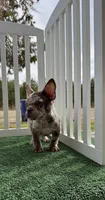 Merle, a male French Bulldog for sale in Tranquillity, CA – 3 of 3