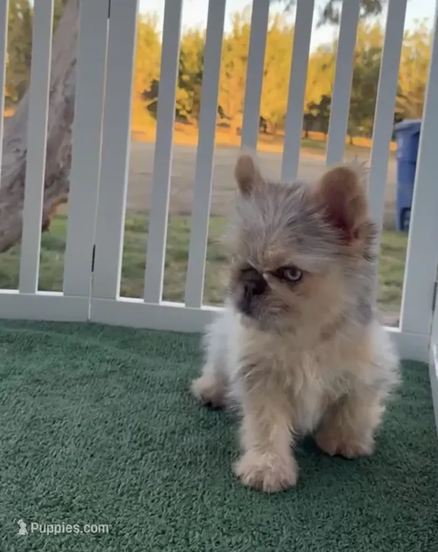 Chuky  – French Bulldog puppy for sale in Tranquillity, CA