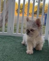 Chuky , a female French Bulldog for sale in Tranquillity, CA – 1 of 2