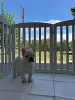 Bombon, a female French Bulldog for sale in Fresno, CA – 3 of 4